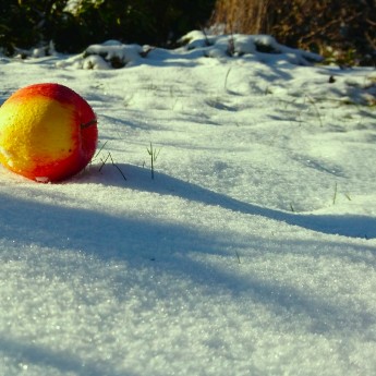 Věra Šmerdová - Jablíčko v zimě.jpg